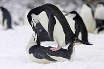 Chinstrap penguins (Pygoscelis antarcticus), mating, Half Moon Island, Antarctic Peninsula