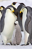 Emperor penguin (Aptenodytes forsteri), adults with chick, Snow Hill Island, Antarctic Peninsula