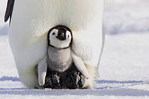 Emperor penguin (Aptenodytes forsteri), chick in parent&#39;s brood pouch, Snow Hill Island, Antarctic Peninsula