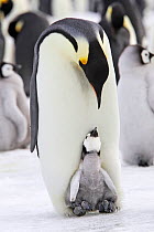 Emperor penguin (Aptenodytes forsteri), chick in brood pouch of parent, Snow Hill Island, Antarctic Peninsula