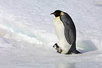 Emperor penguin (Aptenodytes forsteri), chick protected by adult in brood pouch, Snow Hill Island, Antarctic Peninsula
