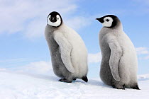 Emperor penguin (Aptenodytes forsteri), chicks on ice, Snow Hill Island, Antarctic Peninsula