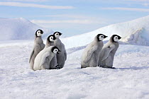 Emperor penguin (Aptenodytes forsteri), Chicks on ice, Snow Hill Island, Antarctic Peninsula