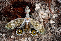 Lanternfly (Fulgoridae) showing eye spots,   Peru / Bolivia, South America