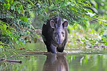 Brazilian tapir (Tapirus terrestris) in water, Tambopata Research Centre, Peru. Small repro only