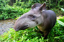 Brazilian tapir (Tapirus terrestris) portrait, Tambopata Research Centre, Peru