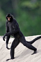 Black spider monkey (Ateles fusciceps) walking, Sandoval Lake, Peru
