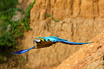 Blue and gold macaw (Ara ararauna) in flight at clay lick, Tambopata Research Centre, Peru