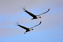 Wattled crane (Grus carunculatus) two in flight, Bangweuleu Marshes, Zambia