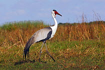 Wattled crane (Grus carunculatus) in the Bangweuleu Marshes, Zambia