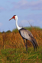 Wattled crane (Grus carunculatus), Bangweuleu marshes, Zambia.