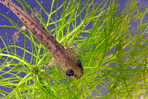 Fire salamander (Salamandra salamandra) larva on aquatic plants, Alsace, France, May.