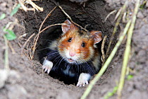 Common hamster (Cricetus cricetus), coming out from the burrow, Alsace, France, May.