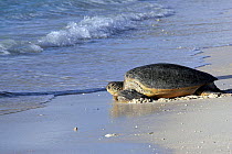 Green turtle (Chelonia mydas) returning to sea after laying eggs, Indian ocean, Mayotte.