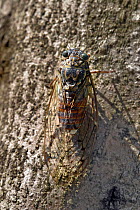 Cicada (Tibicen plebejus) on tree bark, Provence, France, August.
