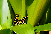 Poison arrow frog (Dendrobates leucomela), two in a bromeliad, Guianan Shield, Suriname
