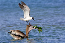 Brown pelican (Pelecanus occidentalis) with Laughing gull (Larus atricilla), trying to steal fish, Los Roques, Venezuela