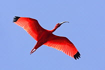 Scarlet ibis (Eudocimus ruber), in flight, Coro, Venezuela
