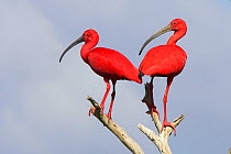 Scarlet ibis (Eudocimus ruber), two birds perched on bushes, Coro, Venezuela