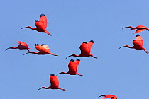 Scarlet ibis (Eudocimus ruber) flock in flight, Coro, Venezuela