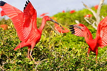 Scarlet Ibis (Eudocimus ruber), birds perched on bushes, Coro, Venezuela