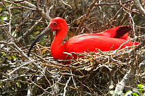Scarlet ibis (Eudocimus ruber), on nest, Coro, Venezuela