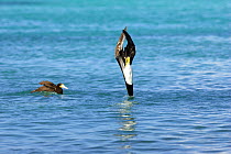Brown booby (Sula leucogaster), adult diving for fish, Los Roques, Venezuela