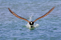 Brown booby (Sula leucogaster), adult taking off from water, Los Roques, Venezuela
