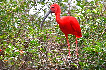 Scarlet ibis (Eudocimus ruber),  perched in bush, Coro, Venezuela
