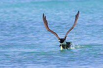 Brown booby (Sula leucogaster), adult taking off, Los Roques, Venezuela