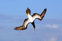Brown booby (Sula leucogaster), adult diving on fish, Los Roques, Venezuela