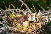 Scarlet ibis (Eudocimus ruber), nest with chick and egg, Coro, Venezuela