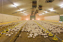 Domestic chicken broilers feeding in barn, France. December 2005.