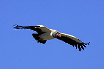 King vulture (Sarcoramphus papa) in flight in the Andean Mountains, Pico de Aguila, Venezuela. Small repro only.