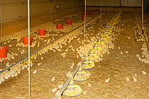 Domestic hen chicks feeding in barn, France. December 2005.