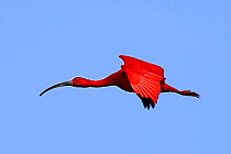 Scarlet ibis (Eudocimus ruber), in flight, Coro, Venezuela. Small repro only.