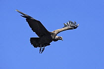 Andean condor (Vultur gryphus), in flight in the Andean Mountains, Pico de Aguila, Venezuela