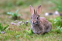 Rabbit (Oryctolagus cuniculus), Haute Saone, France