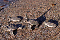 Green turtle (Chelonia mydas) hatchlings travelling to sea, Indian ocean, Mayotte.