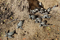 Green turtle (Chelonia mydas), hatchlings emerging from nest,  Indian ocean, Mayotte.