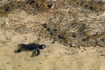 Green turtle (Chelonia mydas) hatching in shallow water, Indian ocean, Mayotte.