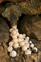 Green turtle (Chelonia mydas) laying eggs, Mayotte.