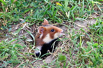 Common hamster (Cricetus cricetus), coming out from the burrow, Alsace, France, June.