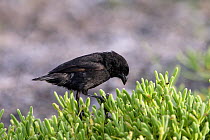 Small ground finch (Geospiza fuliginosa), Plazza Island, Galapagos Island