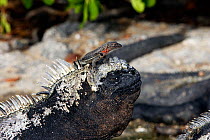 Marine iguana (Amblyrhynchus cristatus) with lava lizard  (Microlophus albemarlensis) on his head, Santiago island, Galapagos Islands