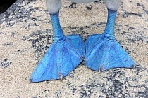 Blue Footed Booby (Sula nebouxii), close up of blue webbed feet, Seymour Island, Galapagos Islands .