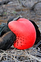 Great frigatebird (Fregata minor), courtship ritual, male inflating vocal sac to attract the females, Genovesa Island, Galapagos Island.