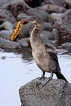 Flightless cormorant (Nannopterum / Phalacrocorax harrisi), with piece of algae in beak to build nest, Fernandina island, Galapagos Island, April 2005.