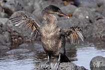 Flightless cormorant (Nannopterum / Phalacrocorax harrisi), wings open, Fernandina island, Galapagos island