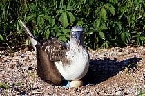 Blue footed booby (Sula nebouxii) on nest with one egg, Seymour Island, Galapagos Islands .